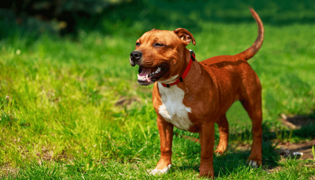 Staffordshire-Bull-Terrier