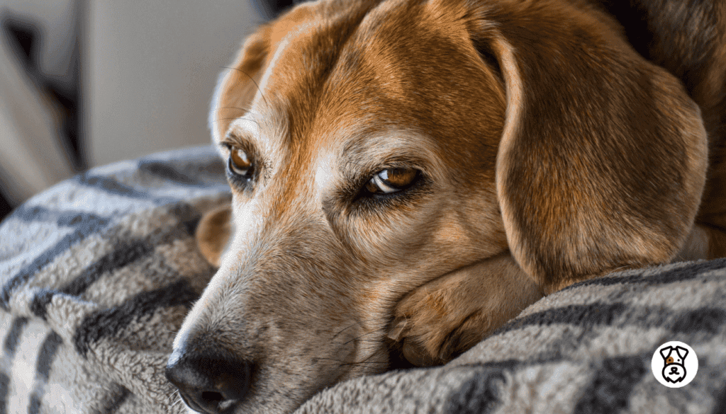 Caring For Your Senior Dog