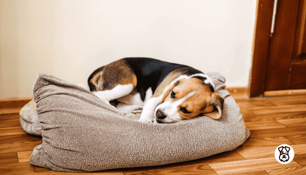 Do Dogs Experience Menopause 3
