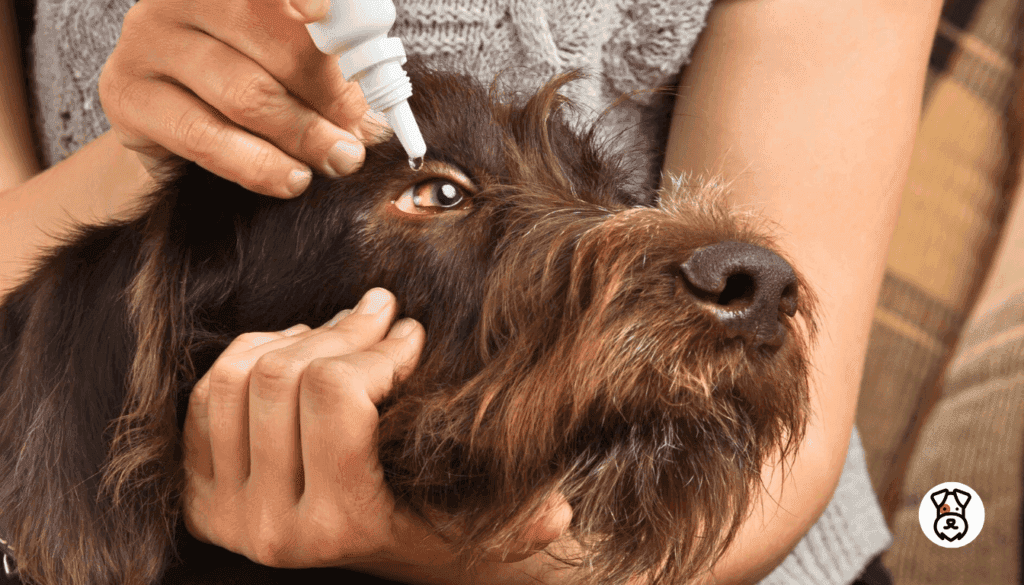 Do Dogs Get Styes 2