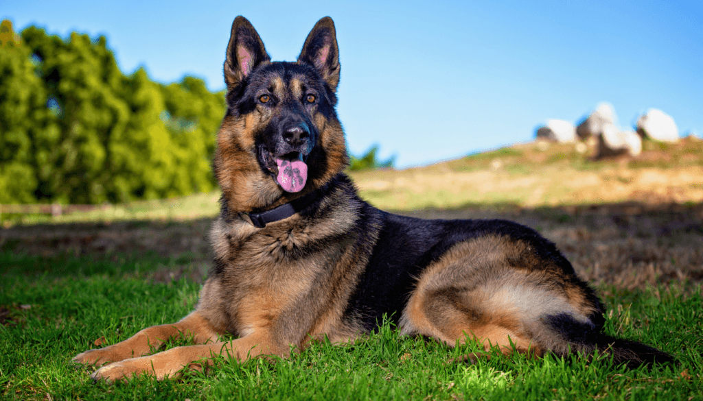 German Shepherd gdgfd German Shepherd