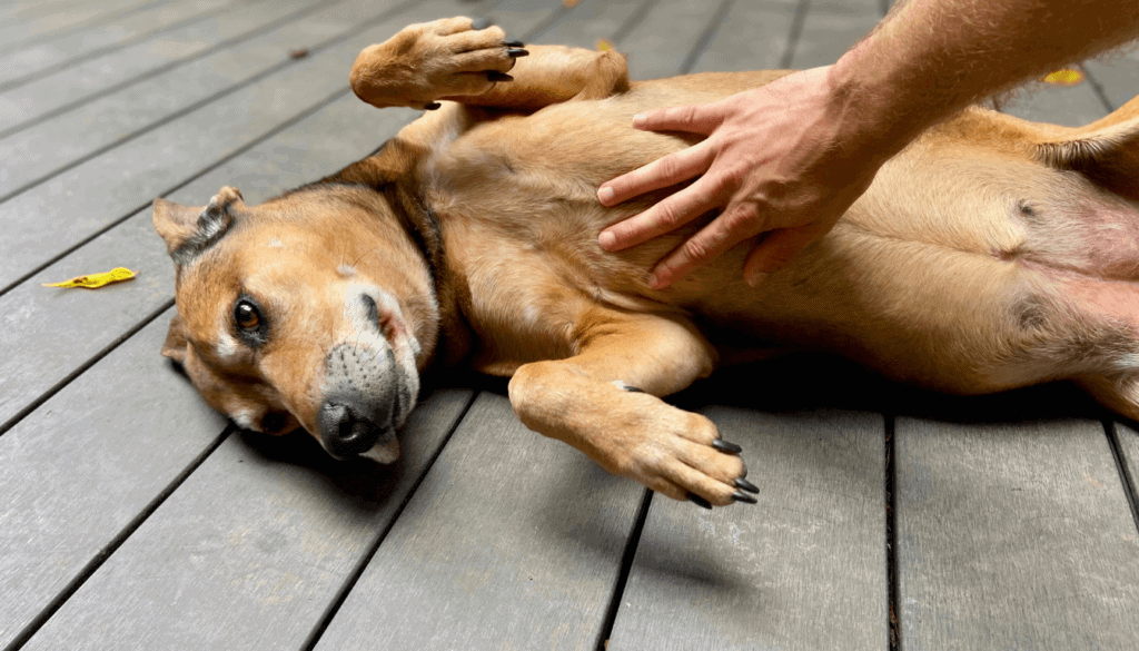 Reasons-Dogs-Like-Belly-Rubs