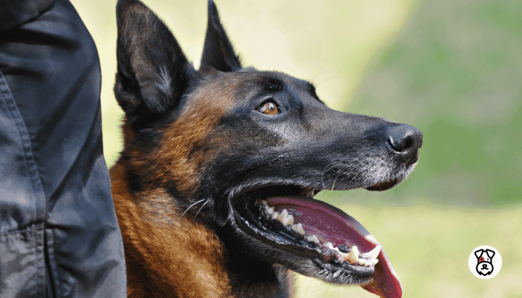 best guard dog breeds