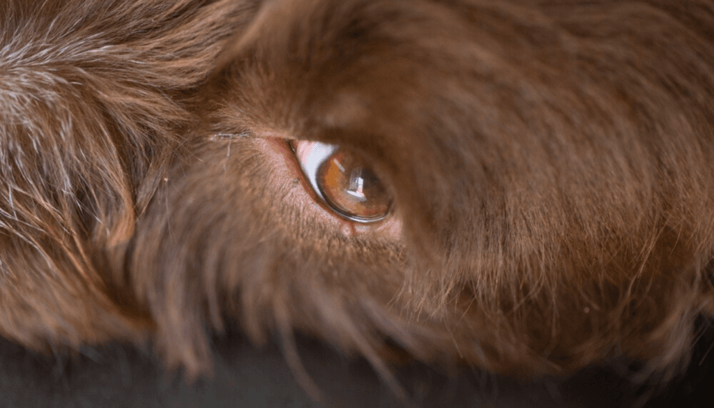 can my dog get a stye