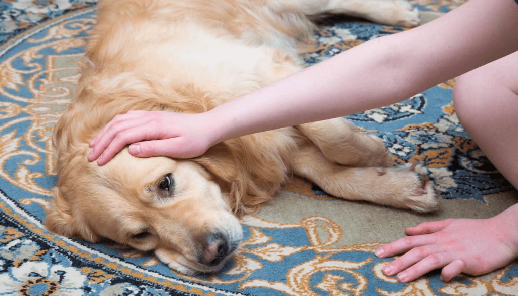 do dogs go through menopause after spaying