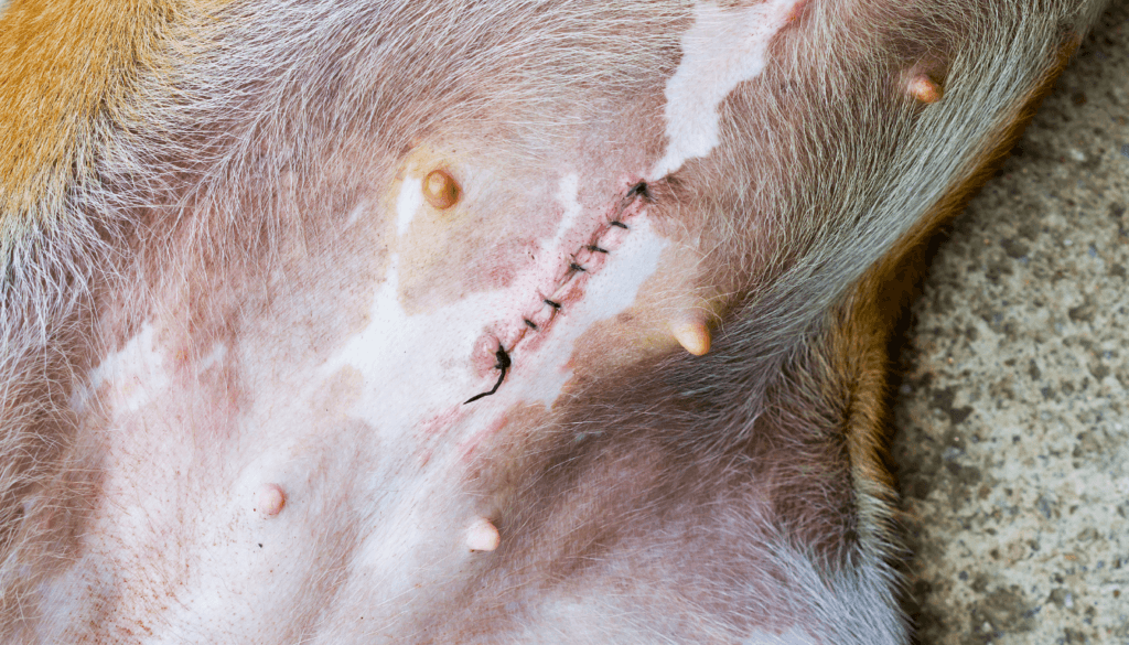 do female dogs experience menopause