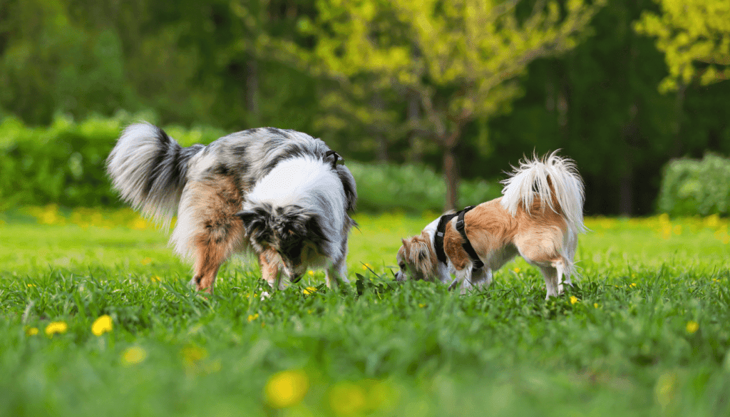 dog park etiquette