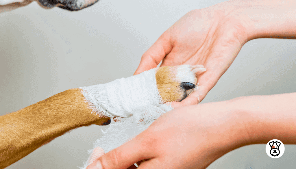 how do you tell if a dog is in pain