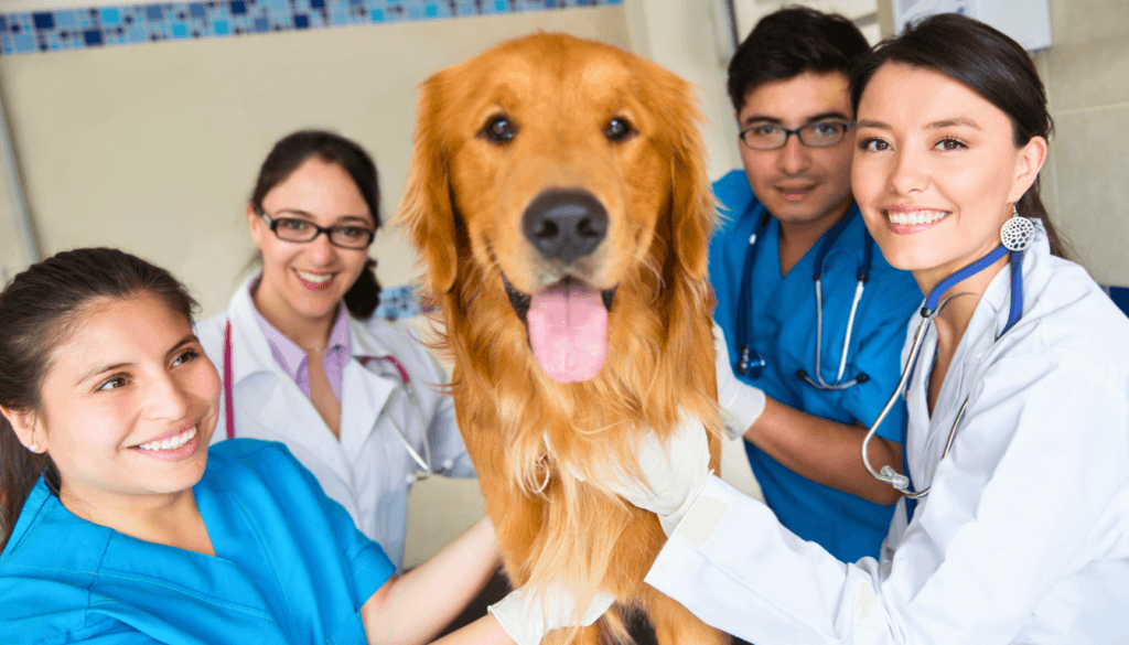 how to tell if your dog is in pain