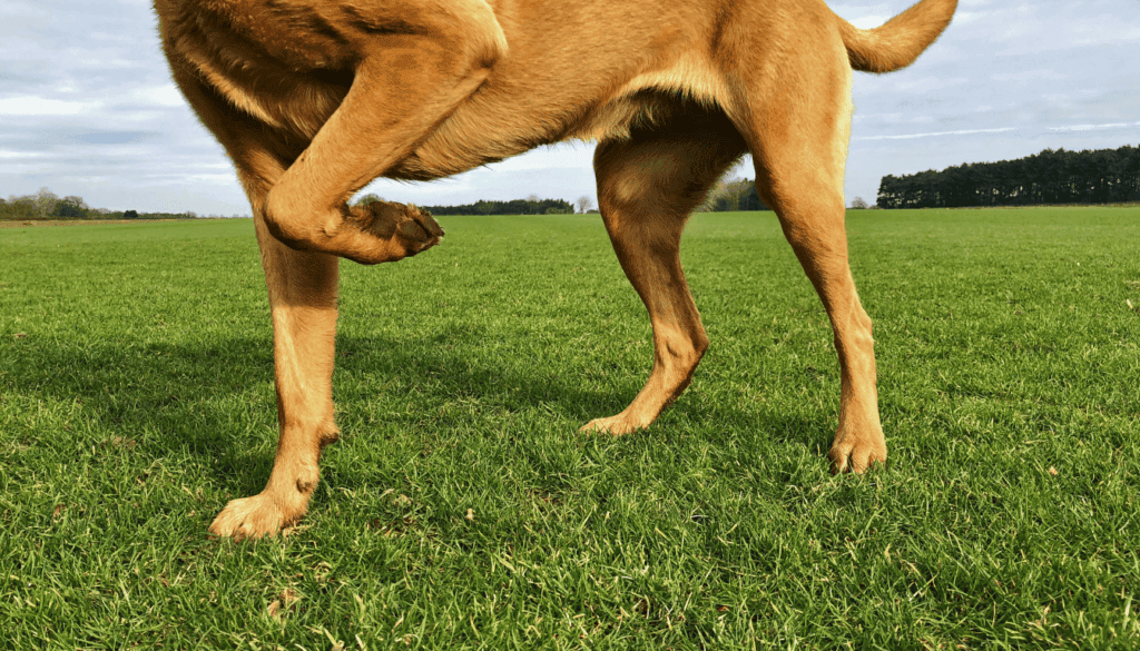 how to tell if your dogs in pain