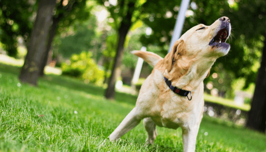 take your puppy to the local park