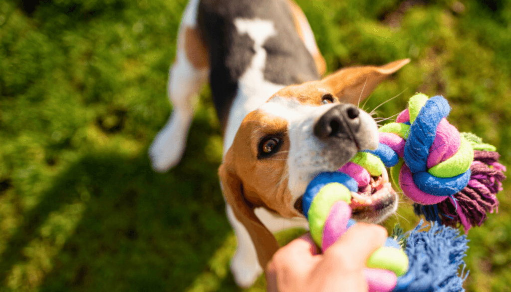 why do dogs love to play tug of war