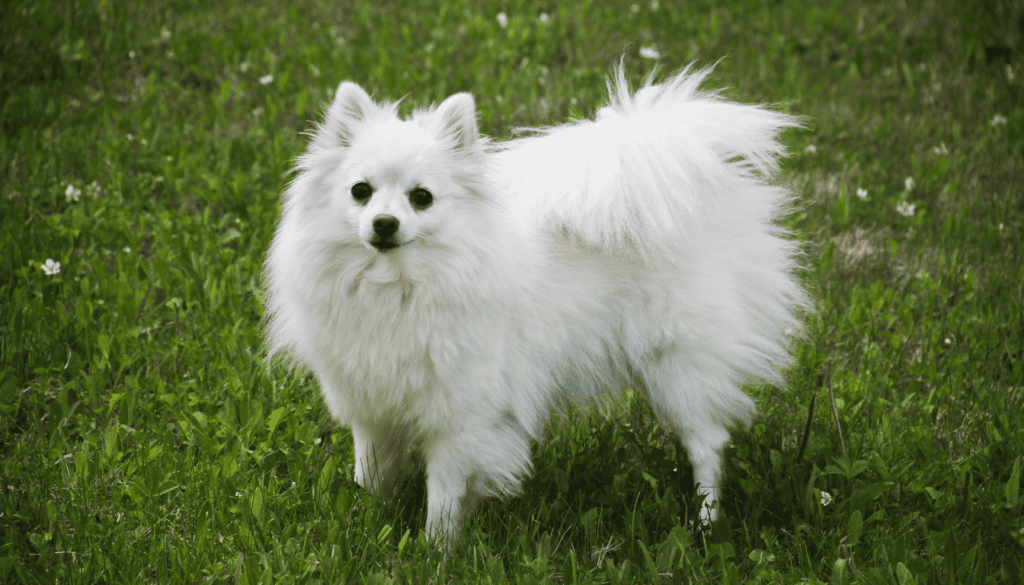 American Eskimo Dog American Eskimo Dog