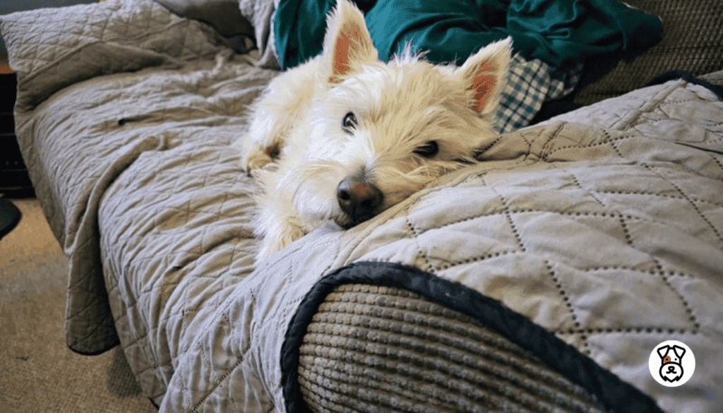 Best Couch Covers for Dogs
