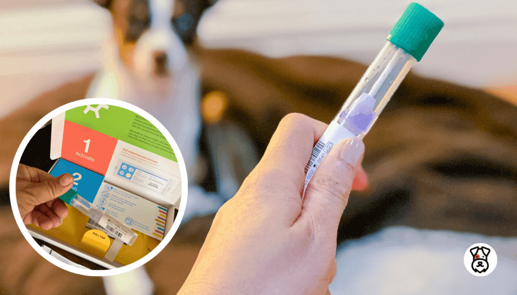 Best Dog DNA Tests