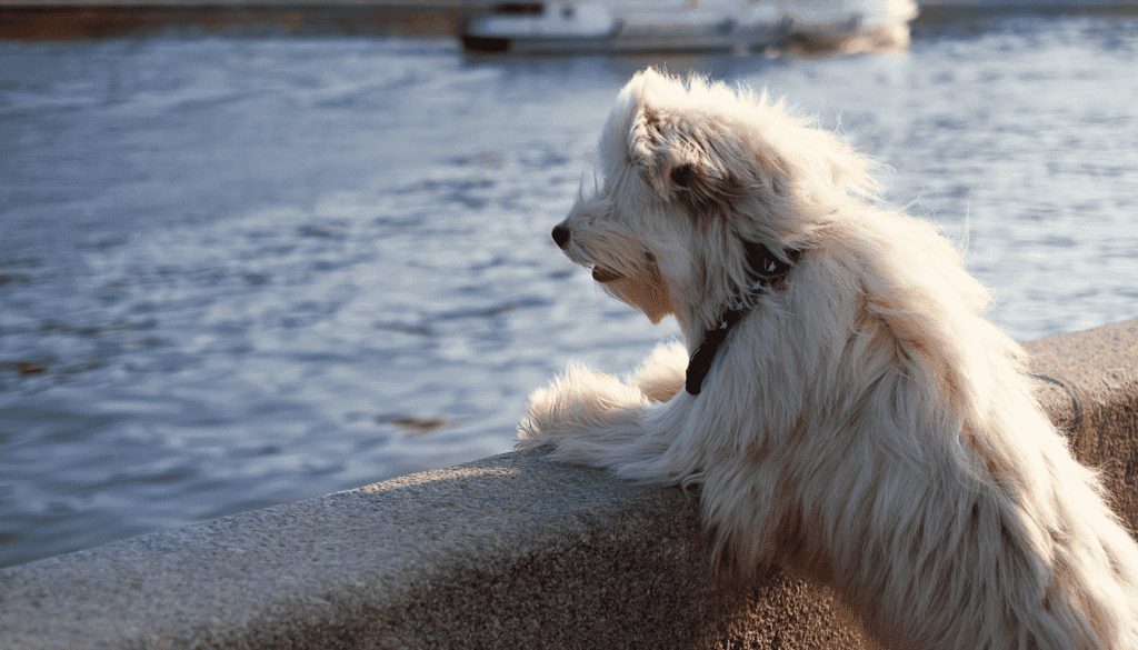 Characteristics of Big and Fluffy Dog Breeds Characteristics of Big and Fluffy Dog Breeds