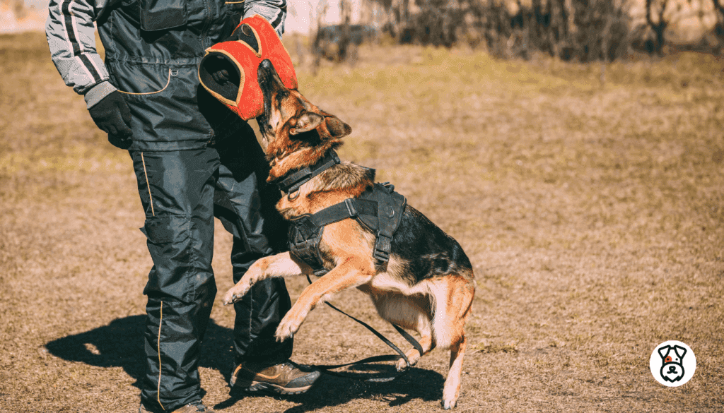 Dog Breeds With Strongest Bite Force