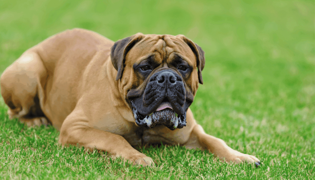 English Mastiff English Mastiff