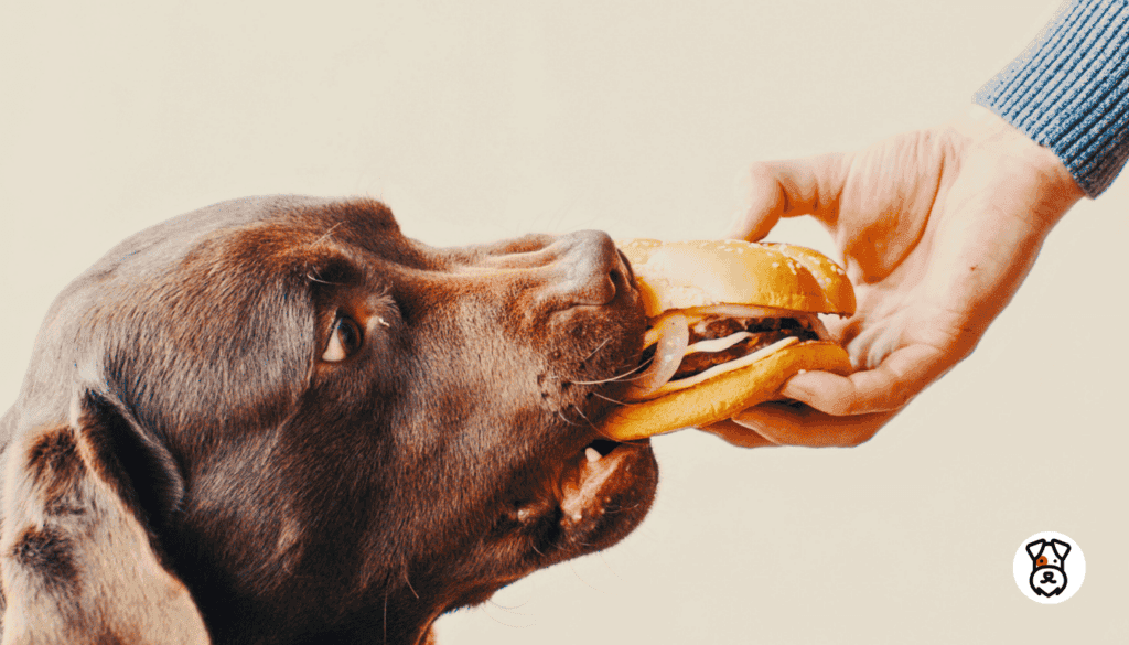 Foods That Are Bad For Dogs