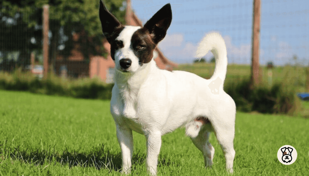 Jack Chi Dog Breed