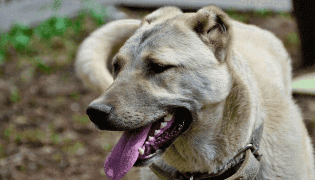 Kangal Kangal