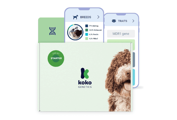 Koko DNA Test for Dogs Starter