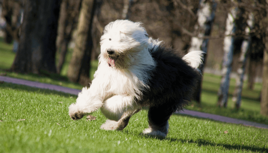 Old English Sheepdog Old English Sheepdog