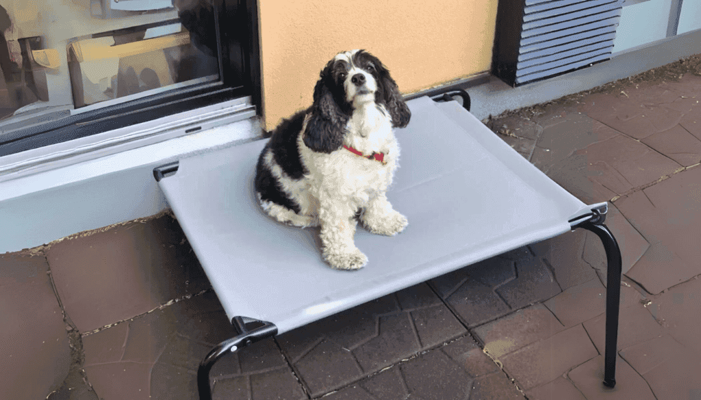 Pros of the Amazon Basics Cooling Elevated Pet Bed