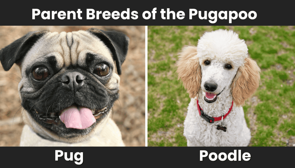 Pugapoo breed mix Pugapoo breed mix