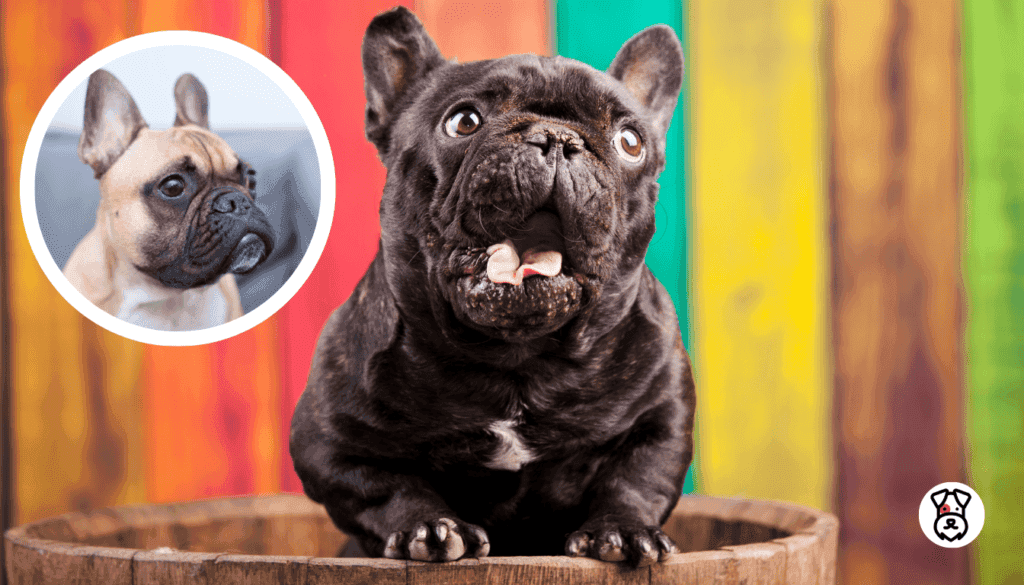 Why Are French Bulldogs So Popular