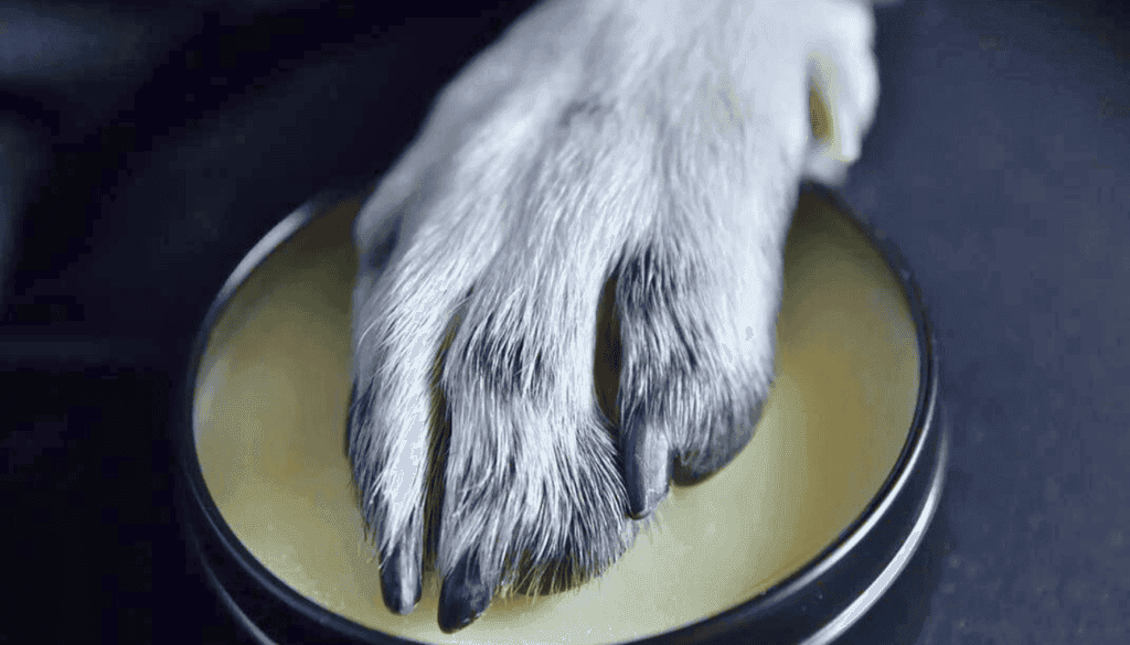 Why Should I Use Dog Paw Balm Why Should I Use Dog Paw Balm