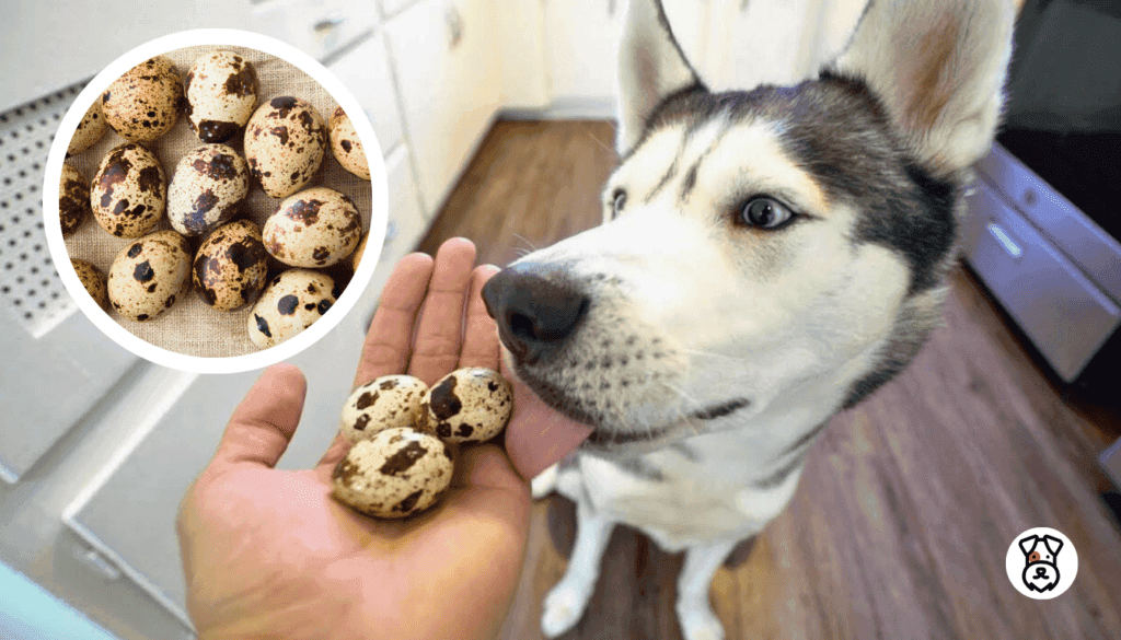 can dogs eat quail eggs
