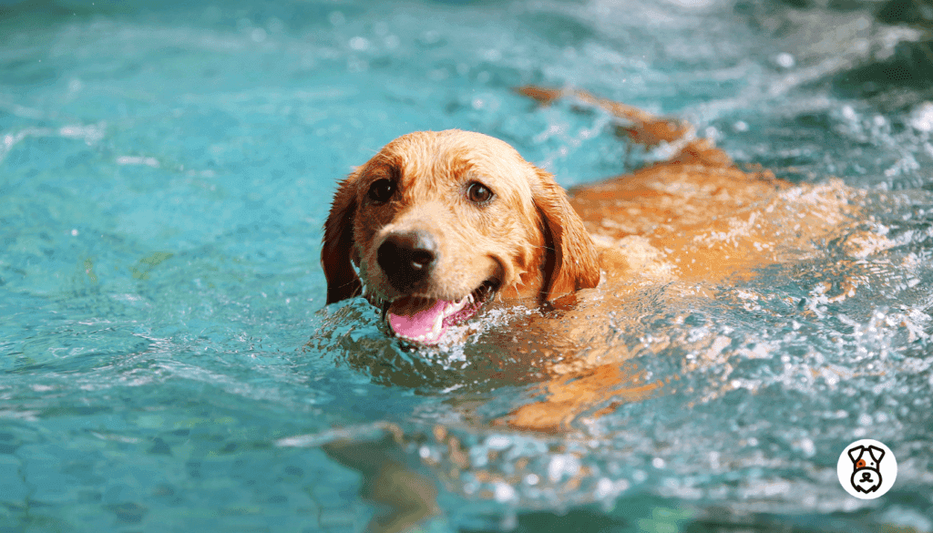 can dogs swim without training