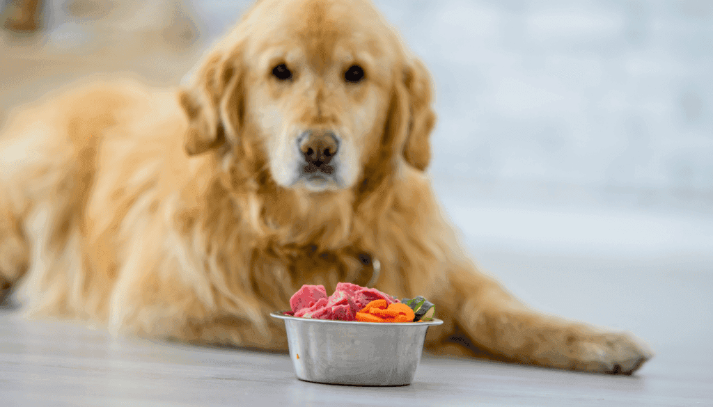dog a vegetarian diet dog a vegetarian diet
