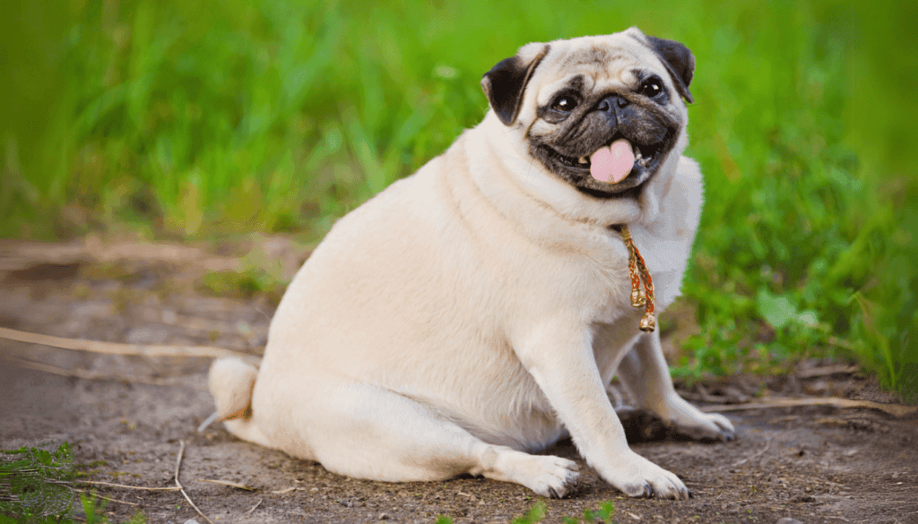 fat Pug fat Pug