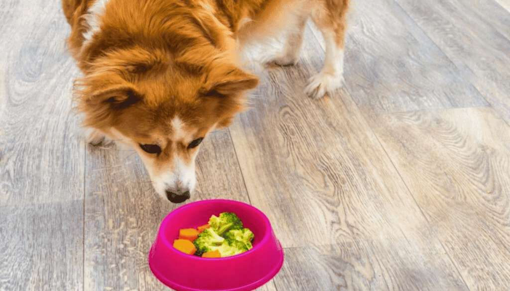 is a vegan diet good for dogs is a vegan diet good for dogs