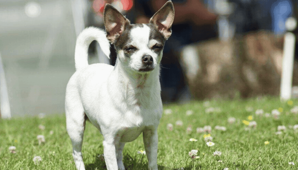 jack chi breed jack chi breed