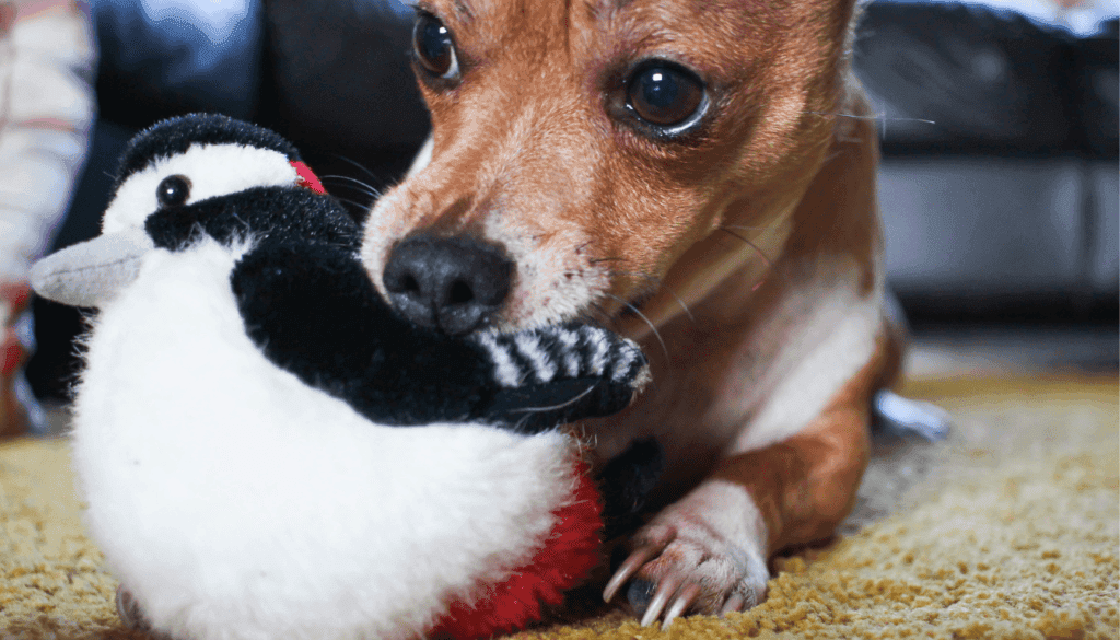 jack russell chihuahua mix jack russell chihuahua mix