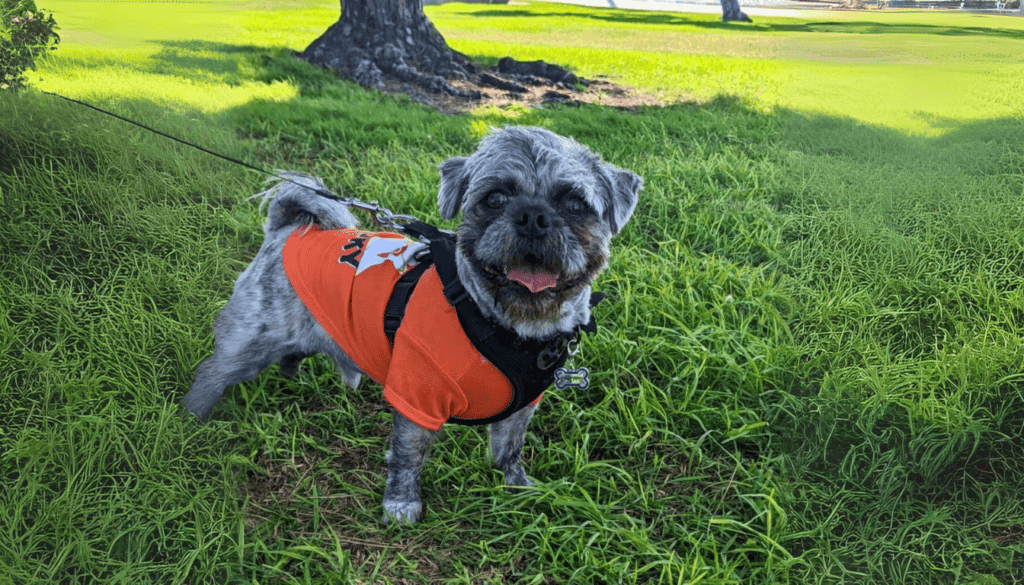 pugapoo is a cross pugapoo is a cross