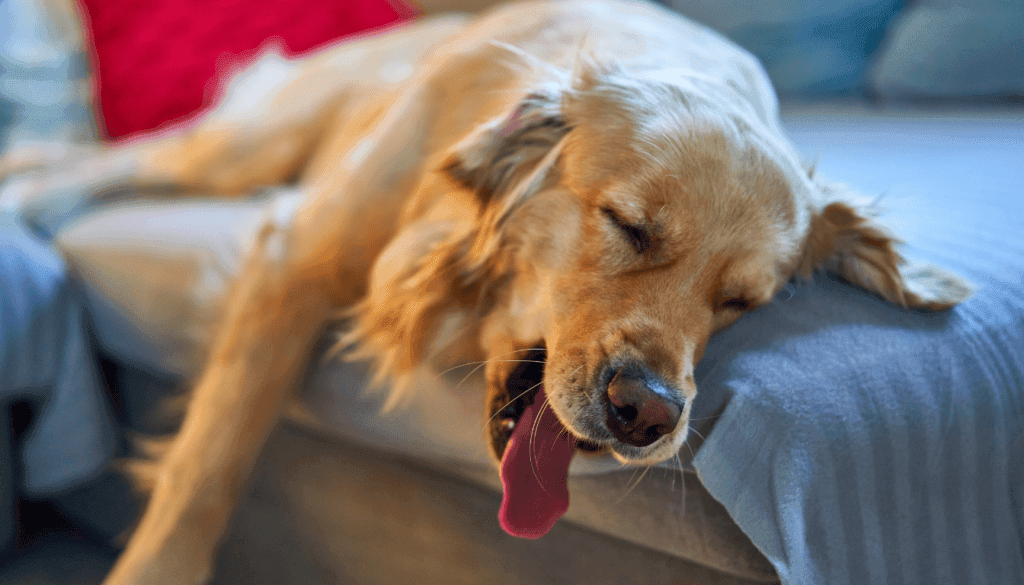 sleeping habits can give your dog health problems sleeping habits can give your dog health problems