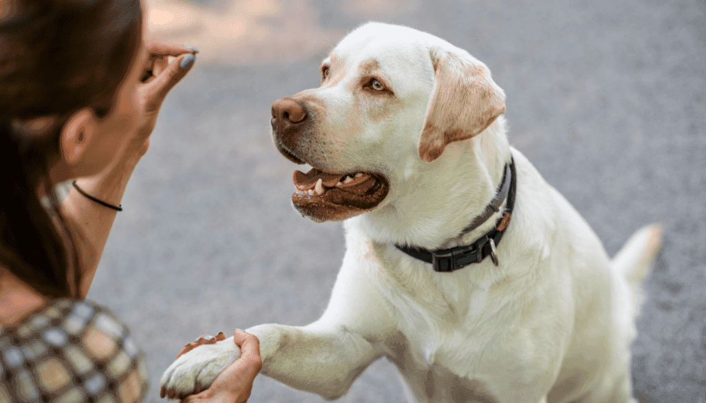 training your dog when they are over excited