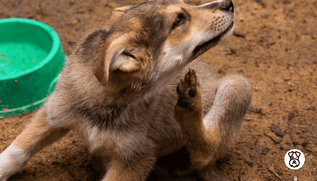 why does my dog itch so much but no fleas