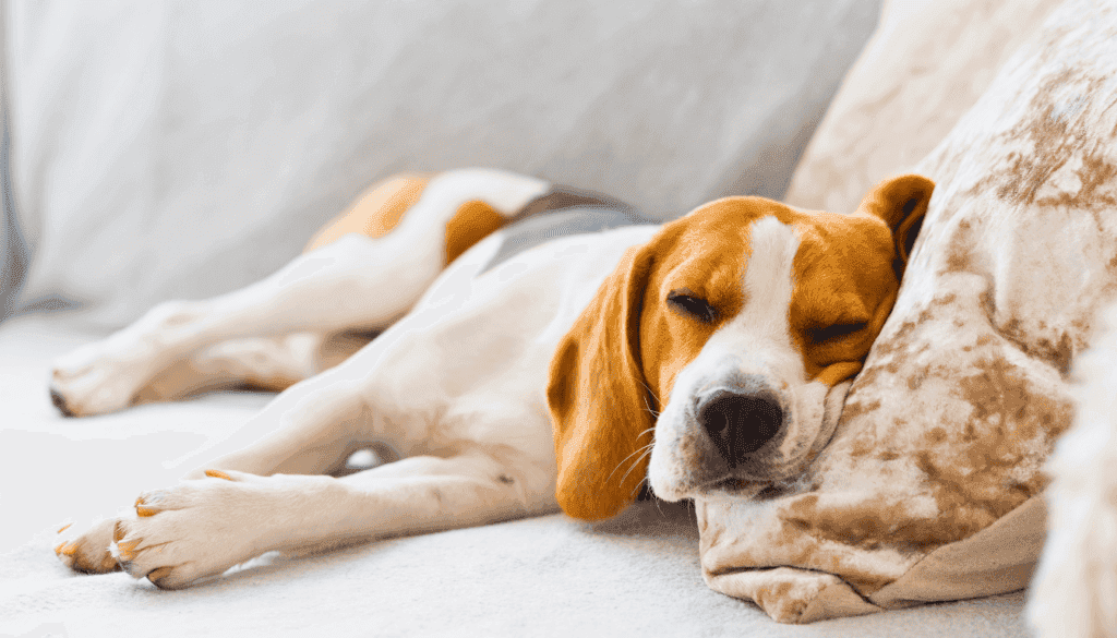 Beagle Beagle