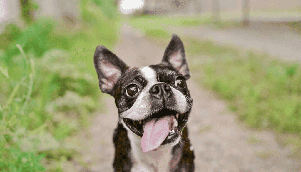 Boston Terrier Boston Terrier