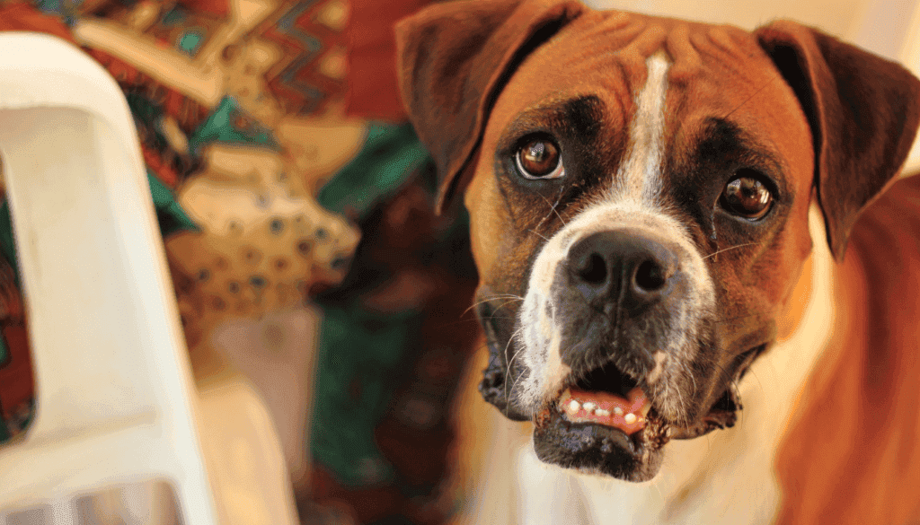 Boxer Boxer