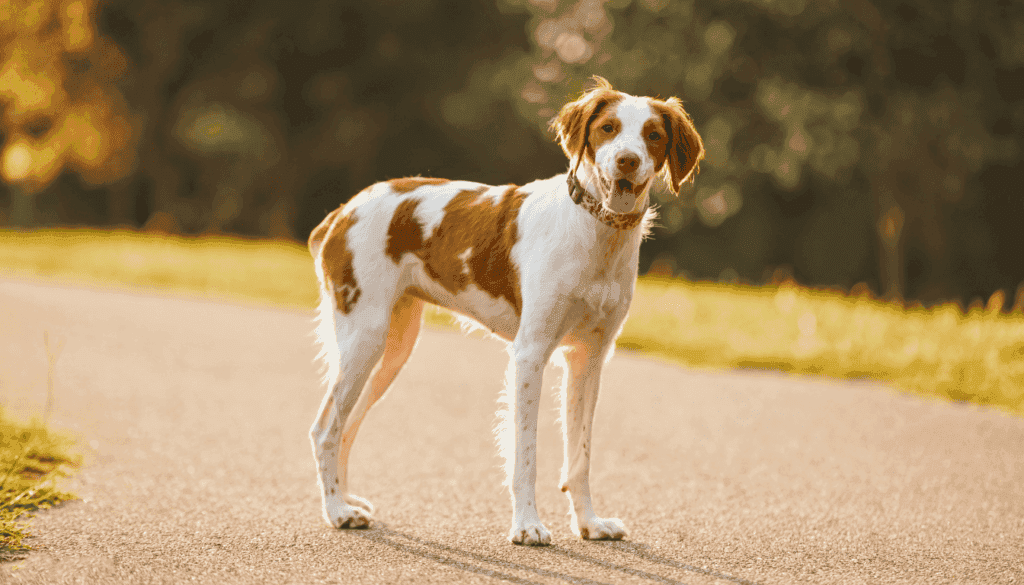 Brittany Spaniel Brittany Spaniel