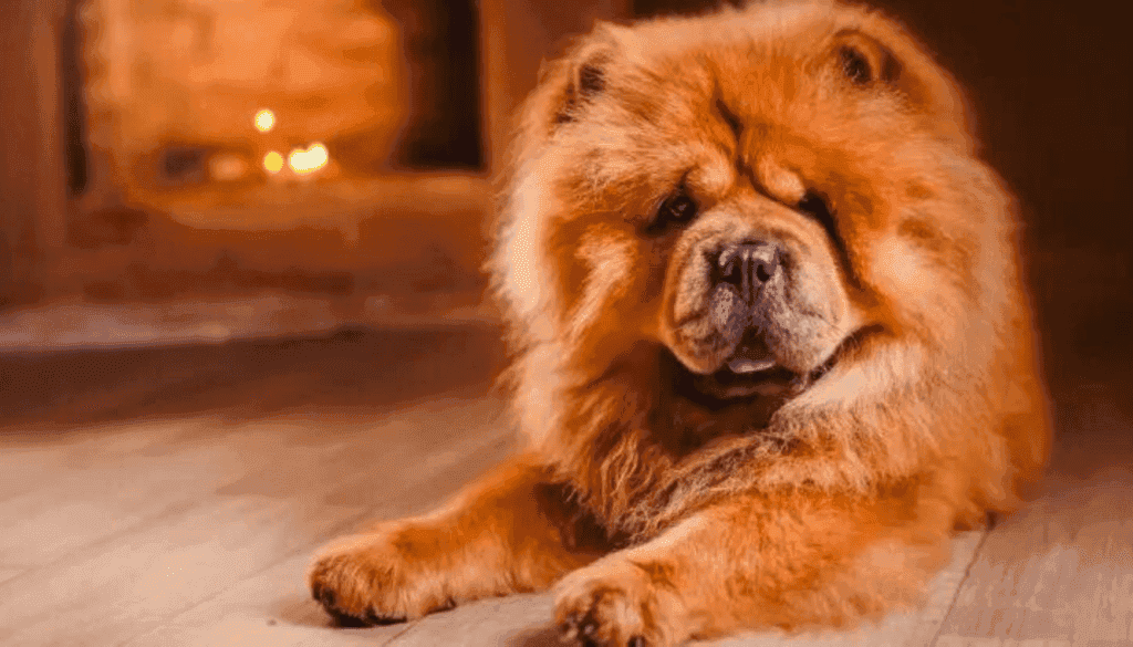 Chow Chow Chow Chow