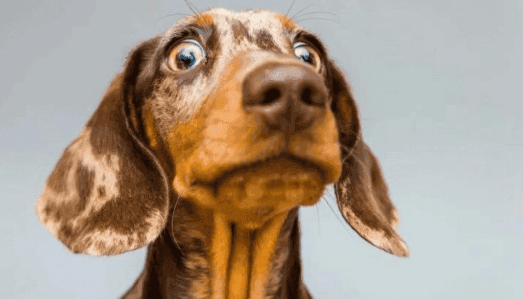 Dachshund Dachshund