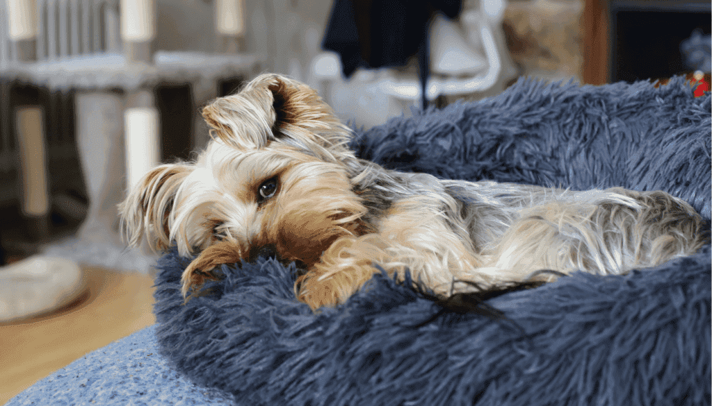 Dog Groans When Lying Down(1) Dog Groans When Lying Down