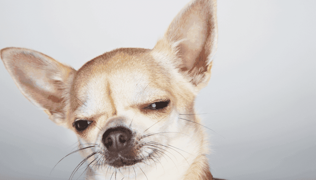 Dogs That Are A Disaster Waiting To Happen Dogs That Are A Disaster Waiting To Happen
